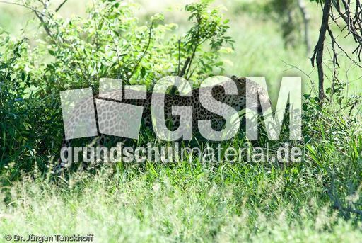 leopard (50 von 60).jpg